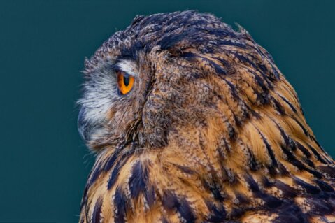 Vögel